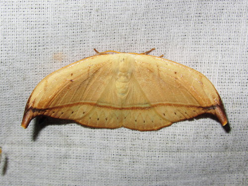 Drepanidae