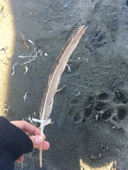 Pelecanus occidentalis