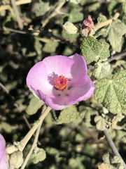 Malacothamnus fasciculatus