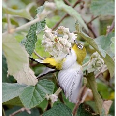 Zosterops ceylonensis