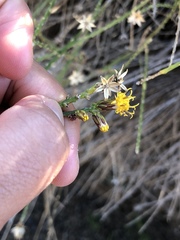 Lepidospartum squamatum