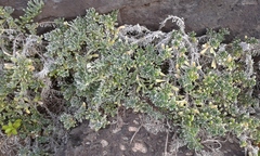 Heliotropium anomalum