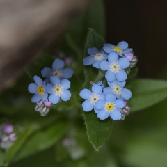 Myosotis semiamplexicaulis
