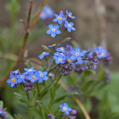 Myosotis semiamplexicaulis