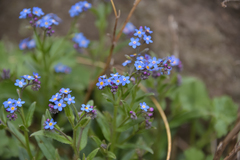 Myosotis semiamplexicaulis