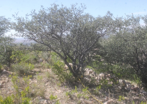 Quercus praeco