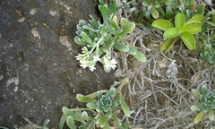 Heliotropium anomalum