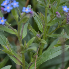 Myosotis semiamplexicaulis