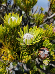 Leucadendron dregei