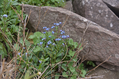 Myosotis semiamplexicaulis