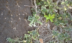 Heliotropium anomalum