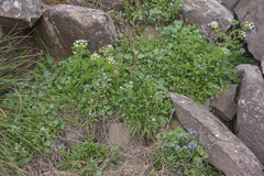 Myosotis semiamplexicaulis