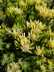 Leucadendron dregei