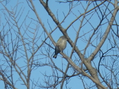 Setophaga coronata