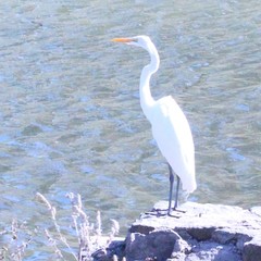 Ardea alba