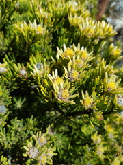 Leucadendron dregei