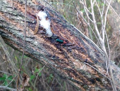 Compsocerus violaceus