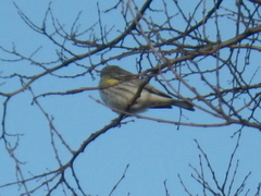 Setophaga coronata