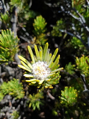 Leucadendron dregei