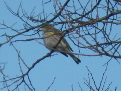 Setophaga coronata