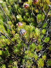 Leucadendron dregei