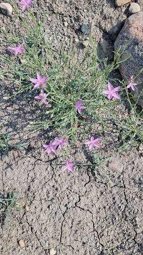 Image of Stephanomeria runcinata by (c) Lauren Markewicz, some rights reserved (CC BY)