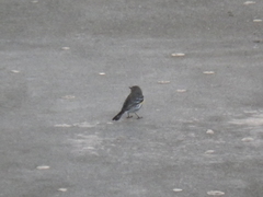 Setophaga coronata
