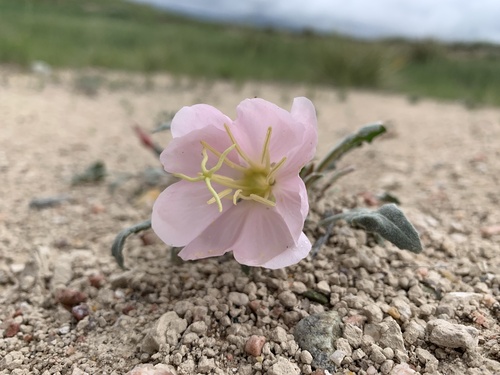 Oenothera cespitosa ssp. cespitosa