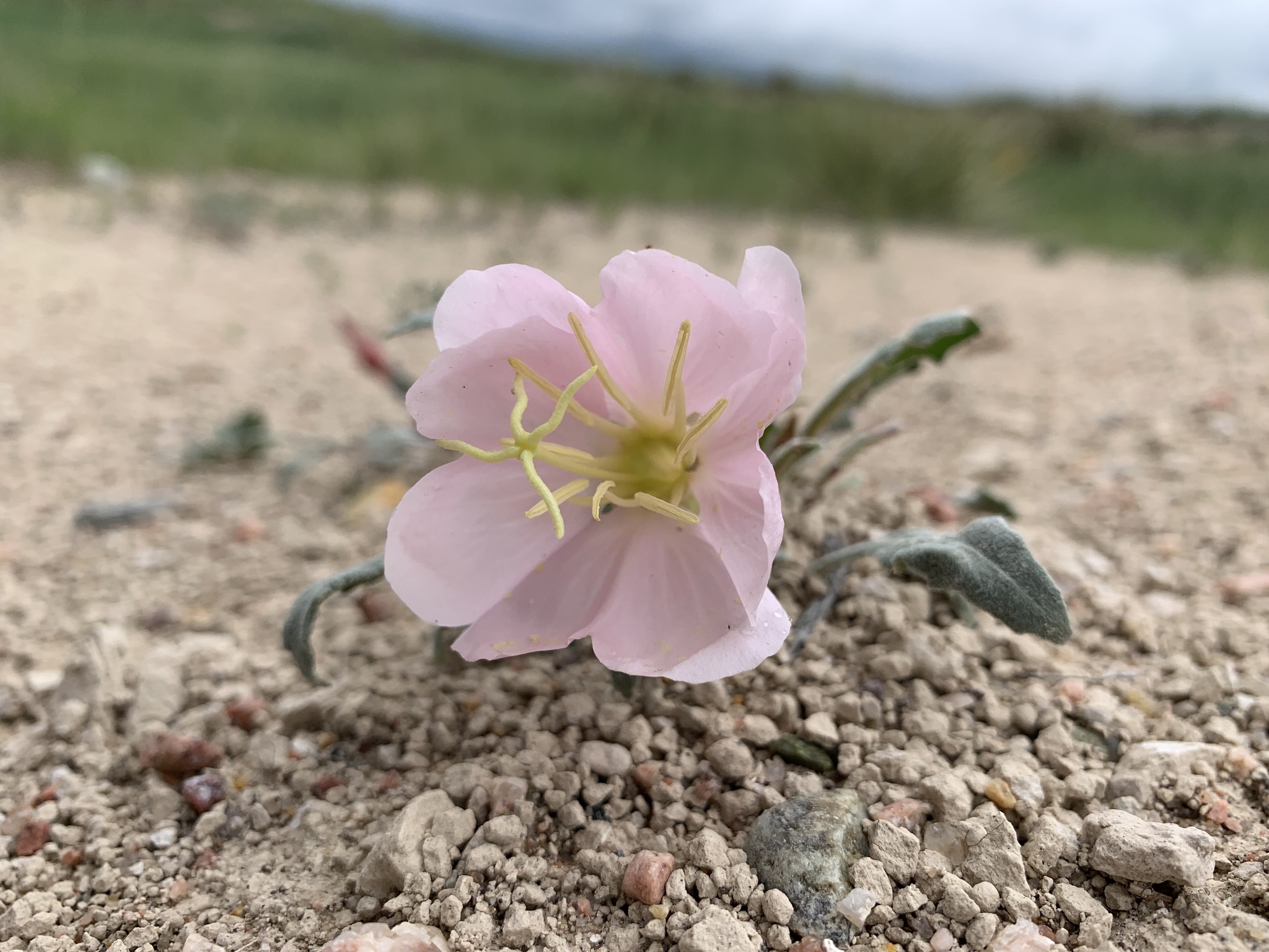 Oenothera cespitosa ssp. cespitosa