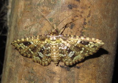 Thyrididae