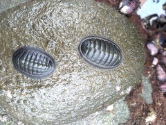 Chiton magnificus