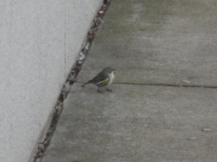 Setophaga coronata