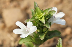 Dyschoriste costata