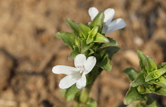 Dyschoriste costata