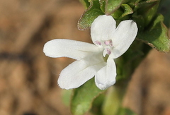 Dyschoriste costata