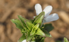 Dyschoriste costata
