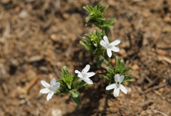 Dyschoriste costata