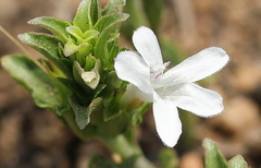 Dyschoriste costata