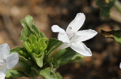 Dyschoriste costata