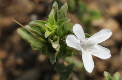 Dyschoriste costata