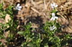 Dyschoriste costata