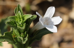 Dyschoriste costata