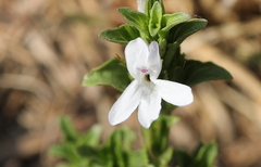 Dyschoriste costata