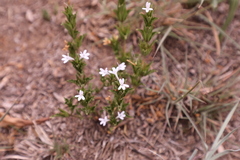 Dyschoriste costata