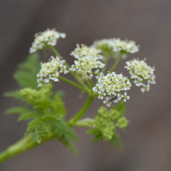 Conium fontanum fontanum