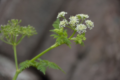 Conium fontanum fontanum