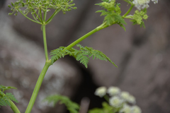Conium fontanum fontanum