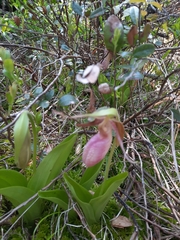 Cypripedium acaule image