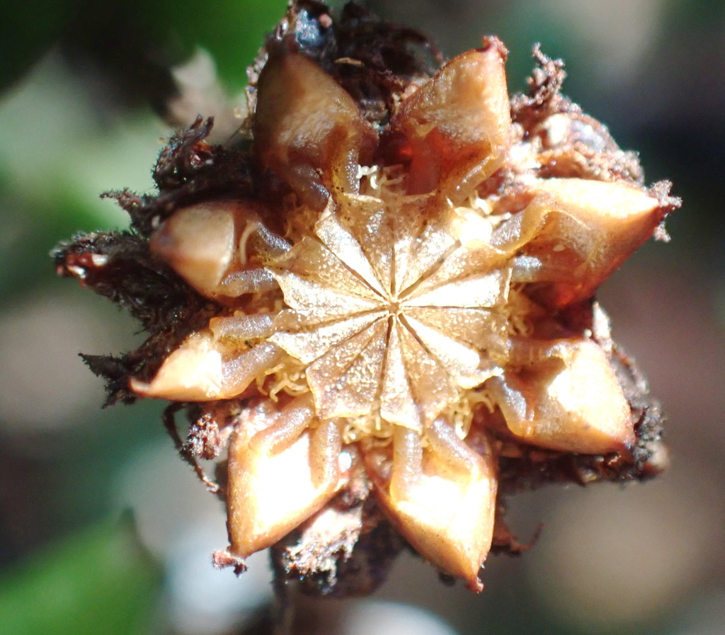 Erepsia viridis (Haw.) L.Bolus