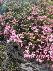 Erica lignosa
